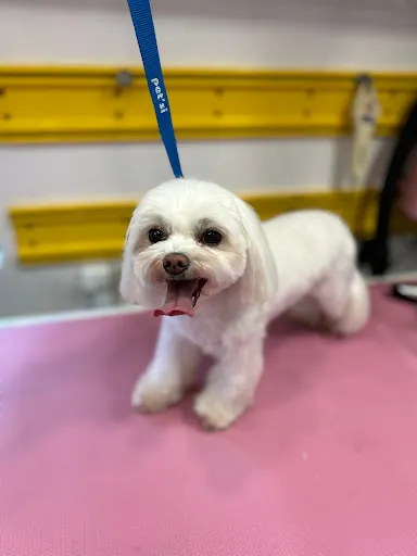 Mobilne SPA dla Psa - Psi fryzjer Tychy